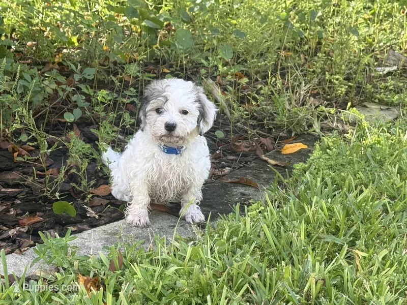 Havanese  – Havanese puppy for sale in Mount Dora, FL