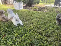 Havanese , a male Havanese for sale in Mount Dora, FL – 4 of 4