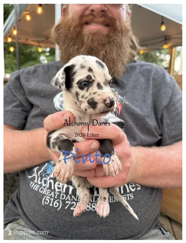 Pinto – Great Dane puppy for sale in Medford, NY