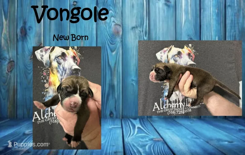 Vongole – Great Dane puppy for sale in Medford, NY