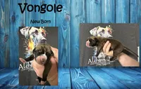 Vongole, a male Great Dane for sale in Medford, NY – 1 of 1