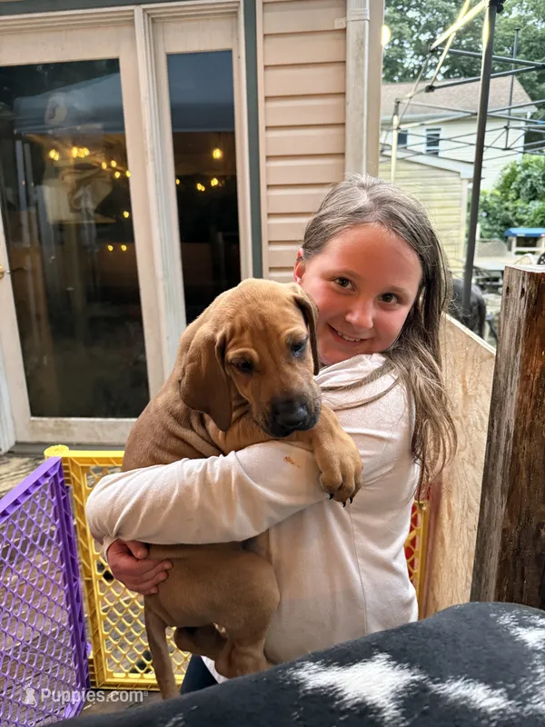 Pecorino – Great Dane puppy for sale in Medford, NY