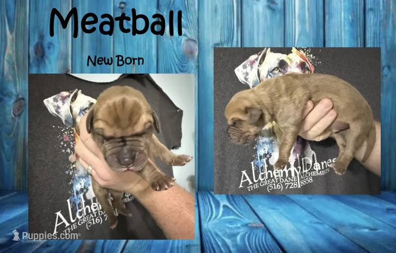 Meatball – Great Dane puppy for sale in Medford, NY