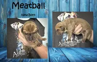 Meatball, a male Great Dane for sale in Medford, NY – 1 of 1