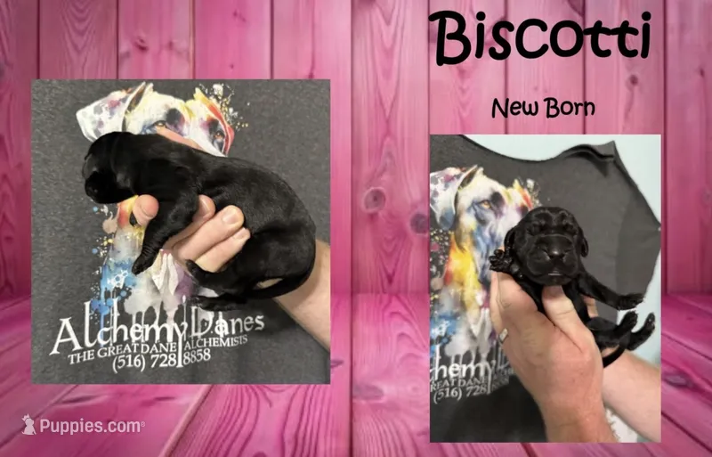 Biscotti – Great Dane puppy for sale in Medford, NY