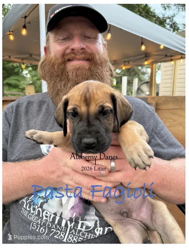 Pasta figioli – Great Dane puppy for sale in Medford, NY