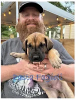 Pasta figioli, a male Great Dane for sale in Medford, NY – 1 of 2