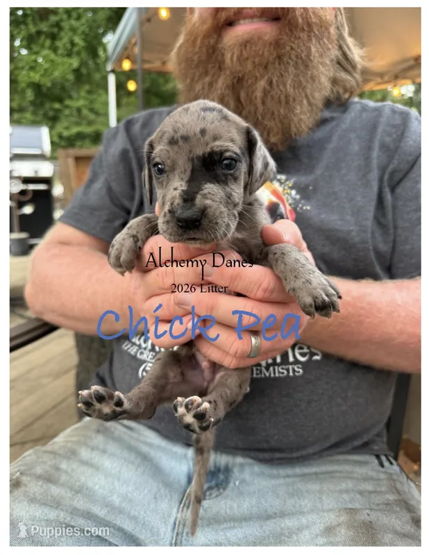 Chick Pea – Great Dane puppy for sale in Medford, NY
