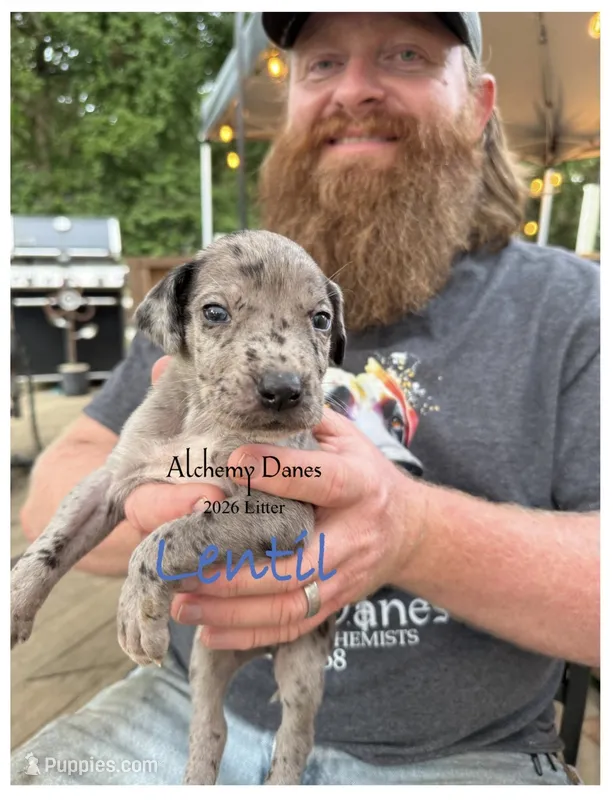 Lentil – Great Dane puppy for sale in Medford, NY