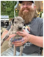 Lentil, a male Great Dane for sale in Medford, NY – 1 of 1