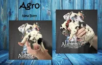 Agro, a male Great Dane for sale in Medford, NY – 1 of 1