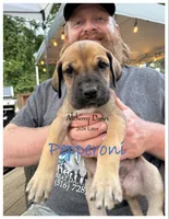 Pepperoni, a male Great Dane for sale in Medford, NY – 1 of 2