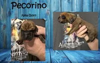 Pecorino, a male Great Dane for sale in Medford, NY – 1 of 1