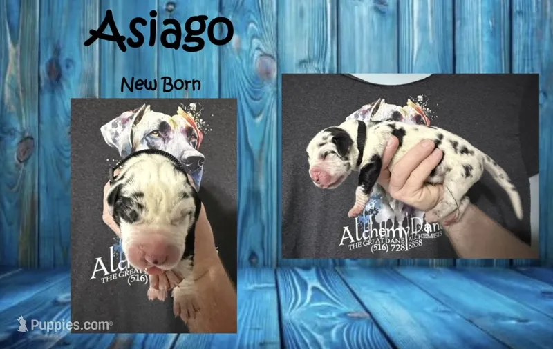 Asiago – Great Dane puppy for sale in Medford, NY