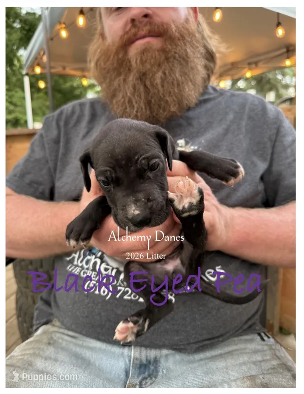 Black Eyed Pea – Great Dane puppy for sale in Medford, NY