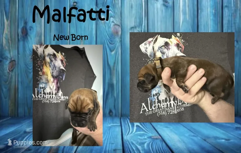 Malfatti – Great Dane puppy for sale in Medford, NY