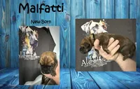 Malfatti, a male Great Dane for sale in Medford, NY – 1 of 1
