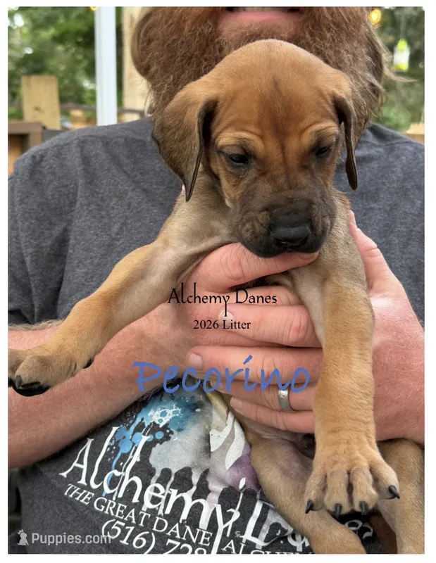 Pecorino – Great Dane puppy for sale in Medford, NY