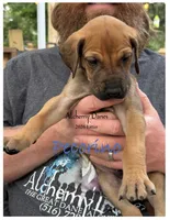 Pecorino, a male Great Dane for sale in Medford, NY – 1 of 2