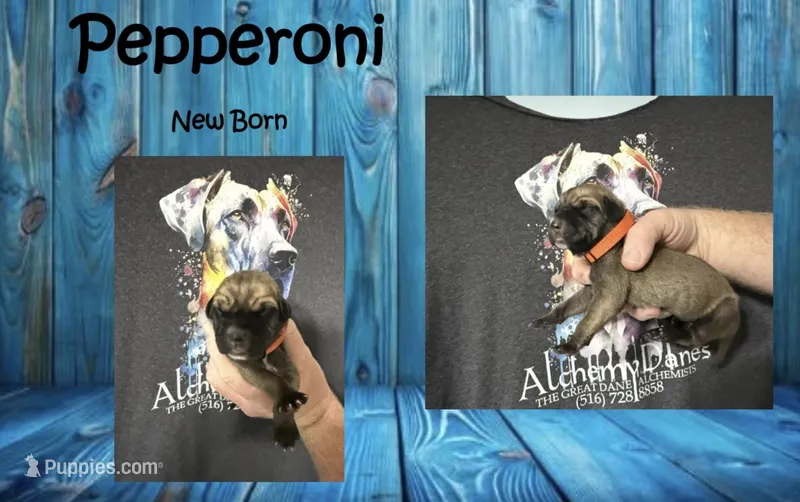 Pepperoni – Great Dane puppy for sale in Medford, NY