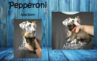 Pepperoni, a male Great Dane for sale in Medford, NY – 1 of 1