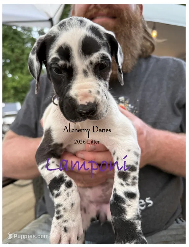 Lamponi – Great Dane puppy for sale in Medford, NY