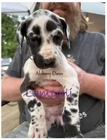 Lamponi, a female Great Dane for sale in Medford, NY – 1 of 2
