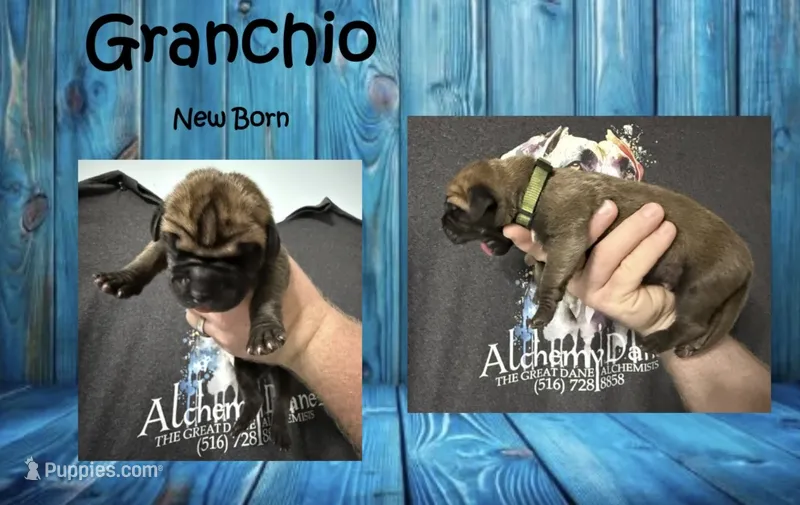 Granchio – Great Dane puppy for sale in Medford, NY