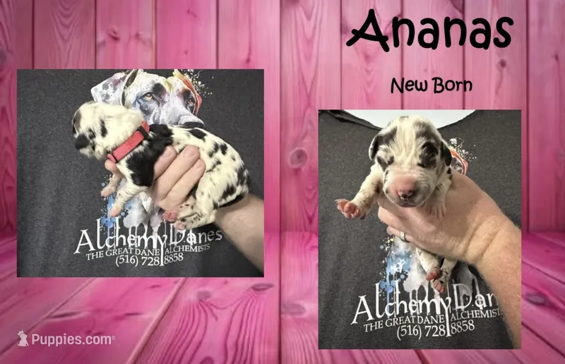 Ananas – Great Dane puppy for sale in Medford, NY