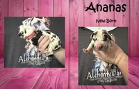 Ananas, a female Great Dane for sale in Medford, NY – 1 of 1