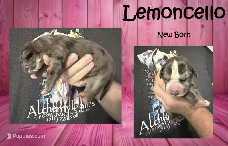 Lemoncello – Great Dane puppy on hold in Medford, NY