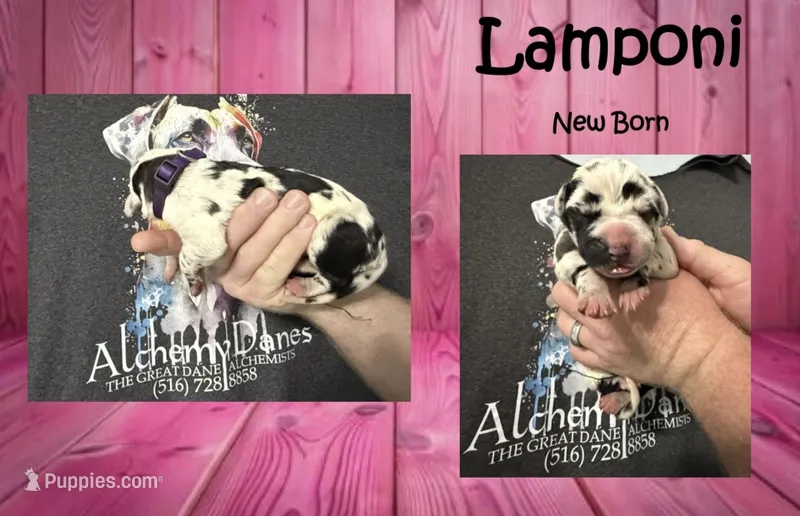 Lamponi – Great Dane puppy for sale in Medford, NY