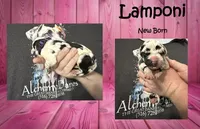 Lamponi, a female Great Dane for sale in Medford, NY – 1 of 1