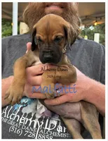 Malfatti, a male Great Dane for sale in Medford, NY – 1 of 2