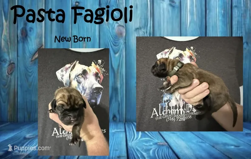 Pasta figioli – Great Dane puppy for sale in Medford, NY