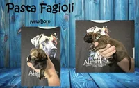 Pasta figioli, a male Great Dane for sale in Medford, NY – 1 of 1
