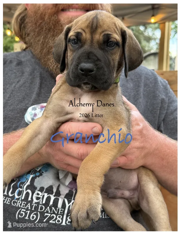 Granchio – Great Dane puppy for sale in Medford, NY