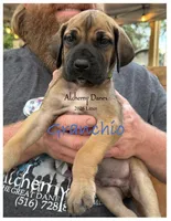 Granchio, a male Great Dane for sale in Medford, NY – 1 of 2