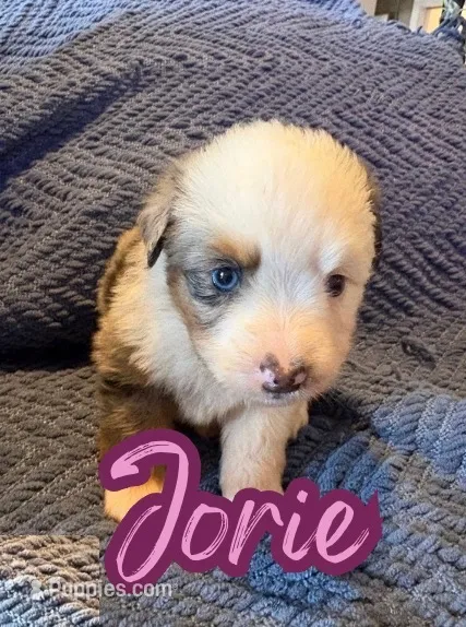 Jorie – Toy Australian Shepherd puppy for sale in Union Grove, NC