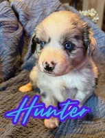 Hunter , a male Toy Australian Shepherd for sale in Union Grove, NC – 1 of 1