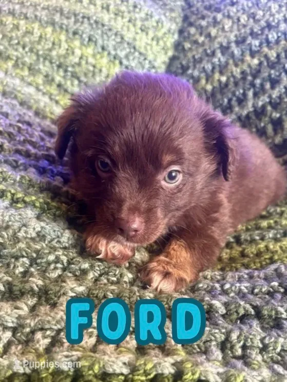 Ford – Toy Australian Shepherd puppy for sale in Union Grove, NC