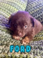 Ford, a male Toy Australian Shepherd for sale in Union Grove, NC – 1 of 1