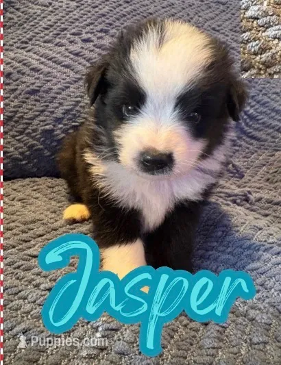 Jasper  – Toy Australian Shepherd puppy for sale in Union Grove, NC