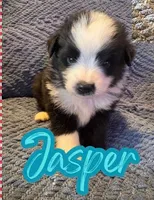 Jasper , a male Toy Australian Shepherd for sale in Union Grove, NC – 1 of 1