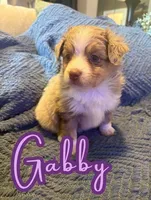 Gabby, a female Toy Australian Shepherd for sale in Union Grove, NC – 1 of 1