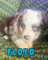 Floyd, a male Toy Australian Shepherd for sale in Union Grove, NC – 1 of 1