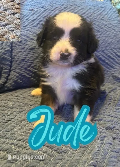 Jude – Toy Australian Shepherd puppy for sale in Union Grove, NC