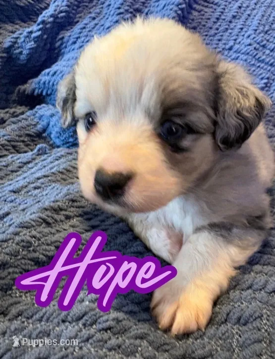 Hope – Toy Australian Shepherd puppy for sale in Union Grove, NC
