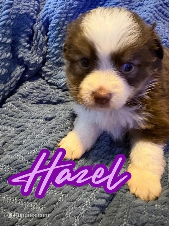 Hazel – Toy Australian Shepherd puppy for sale in Union Grove, NC