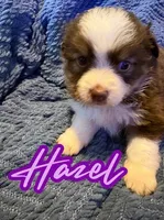Hazel, a female Toy Australian Shepherd for sale in Union Grove, NC – 1 of 1